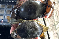 Soft-shell crab