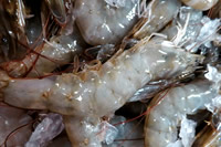 Soft-shell shrimp