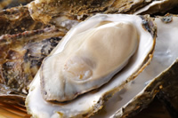 Oysters